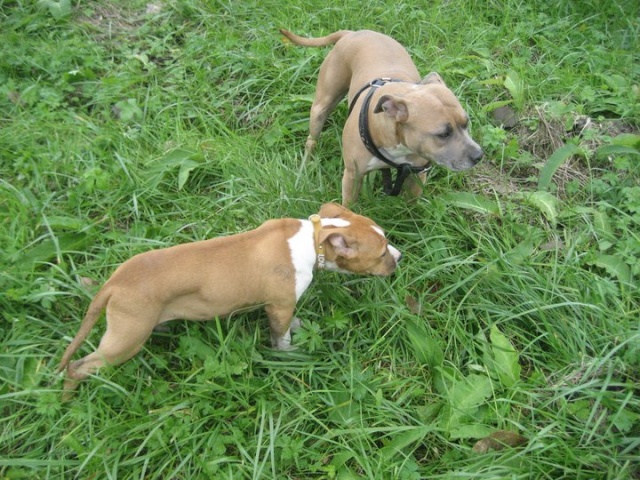 randonnée canine nord 2010