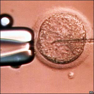 IVF - In Vitro Fertilization 610