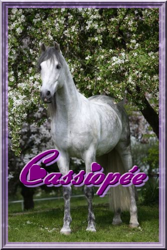 Cassiope [PRE] Sans_t14