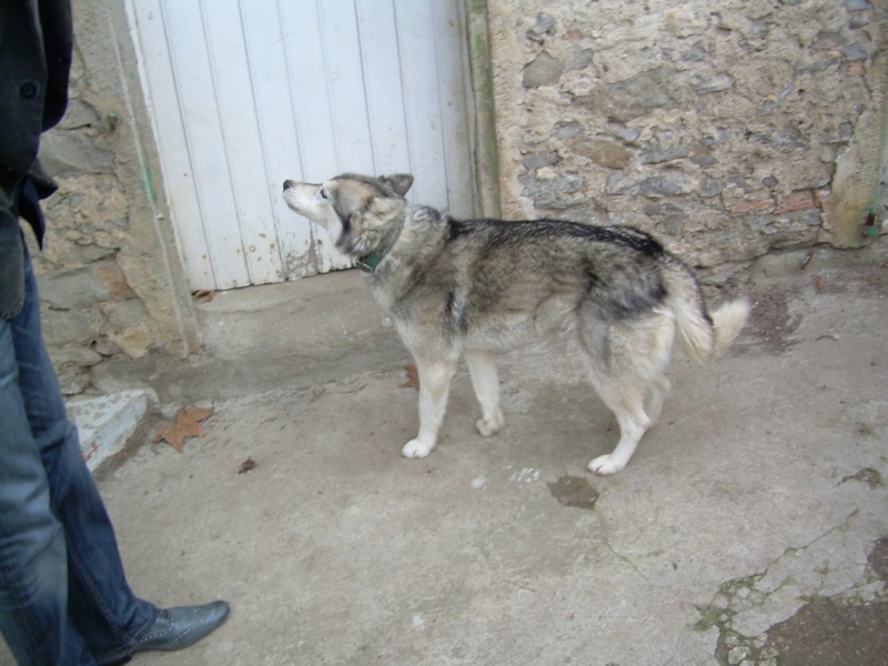 Adoption ou famille d'accueil N61010