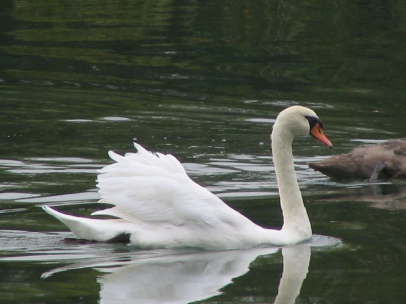 sur la Loire Sur_la10