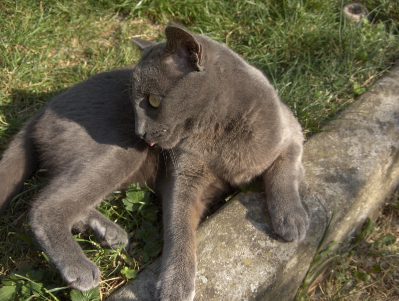 mon chat,un chartreux Hpim1611