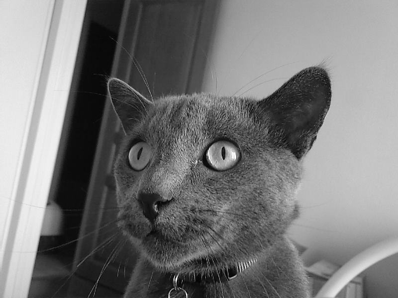 mon chat,un chartreux Photos10