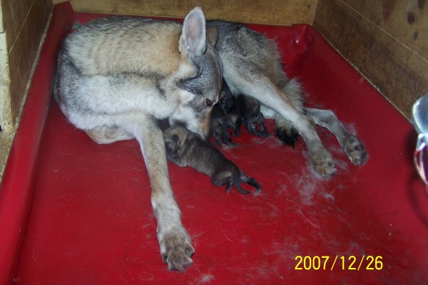 Chien-loup tchécoslovaque : premier sang Z Orel Ochrana 100_0710