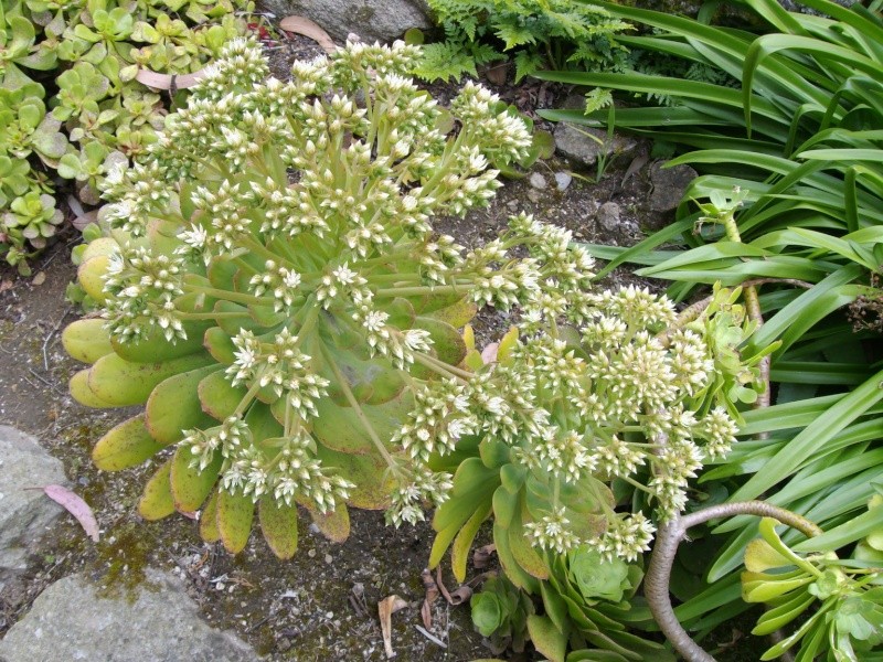 Aeonium au Jardin Exotique de Roscoff  Imgp0068