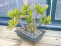 Crassula arbustives et "aspect bonsaï" Imgp0021