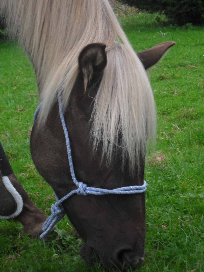 "hoolop "mon poulain sauvage :D Avant/maintenant .. New photo P.2 Sdc10011