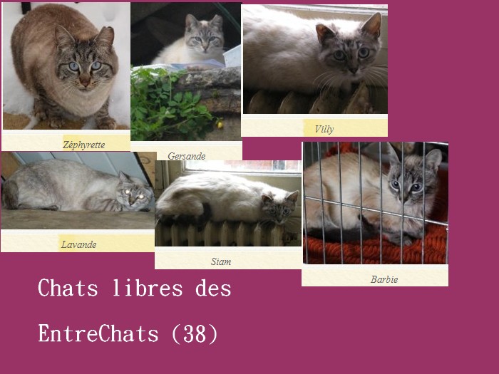 chats siamois/Birmans etc... trouvés sur le net - Page 21 Chats_19