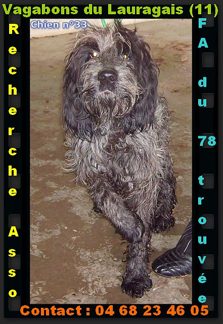 11 -  X Griffon 2 ans , Handicapé d'une patte (en fourrière à Pexiora)- EUTHANASIE program Goofy10