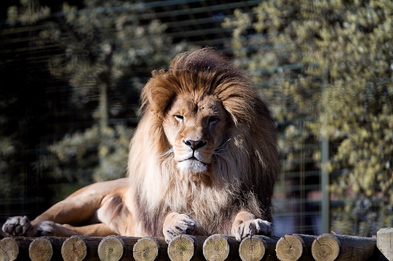 Sa majesté le roi Lion  Oleron11
