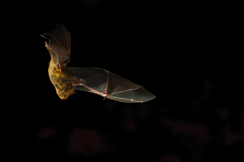 Fiabilitée du dessin allaire pour l'identification de la Pipistrelle pygmée en photo Pic810