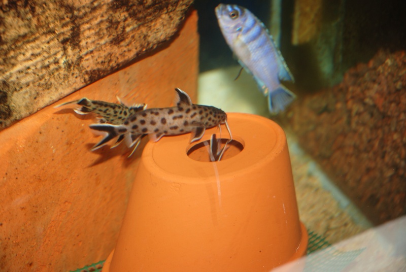 Synodontis lucipinnis Dsc_1516