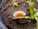 dionaea "White" -2010-10