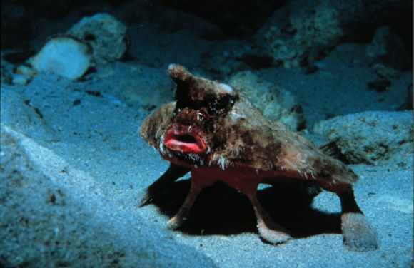 من عجائب الأسماك : سمكة الخفاش ذات الشفاه الحمراء !!! Ogcoce10