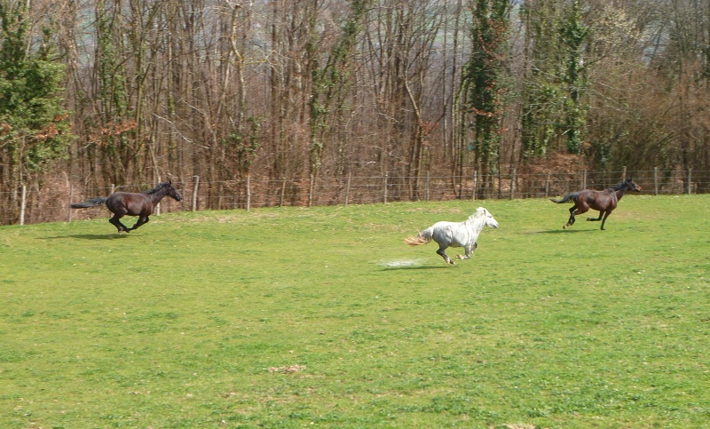 Concours : "le cheval au naturel" GAGNANTE : "Maffy" - Page 2 P1000411