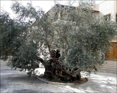 زيتونة فلسطينية عمرها 3700 عام  1_977810