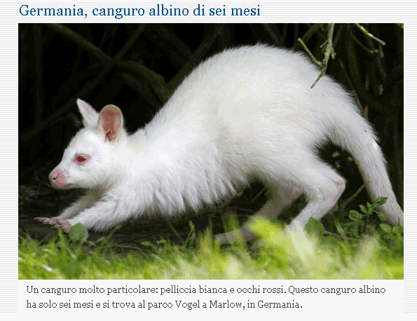 CANGURO  albino Arturo11