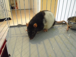 Urgent deux rats males de 6 mois Rats_m11