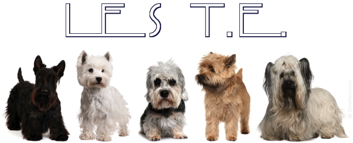 Forum Terriers d'Écosse - Westie - Scottish - Cairn - Skye - Dandie