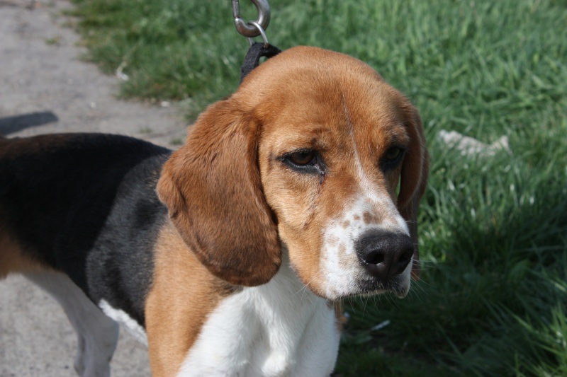Euthanasie prévue pour Bounty 3 ans : Bounty n'est plus :( Img_4011