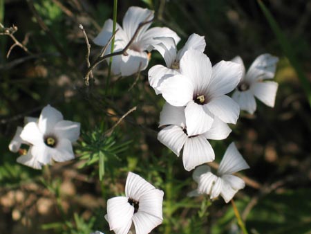 Des fleurs sauvages de toutes les couleurs  Anamon11