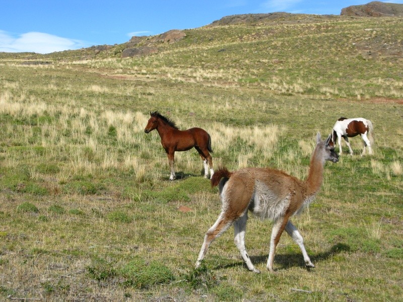 Concours : "le cheval au naturel" GAGNANTE : "Maffy" - Page 2 Img_2310