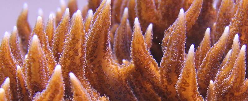 coraux - recherche boutures de coraux Img_2945