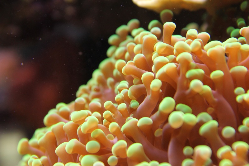 recherche boutures de coraux Img_3011