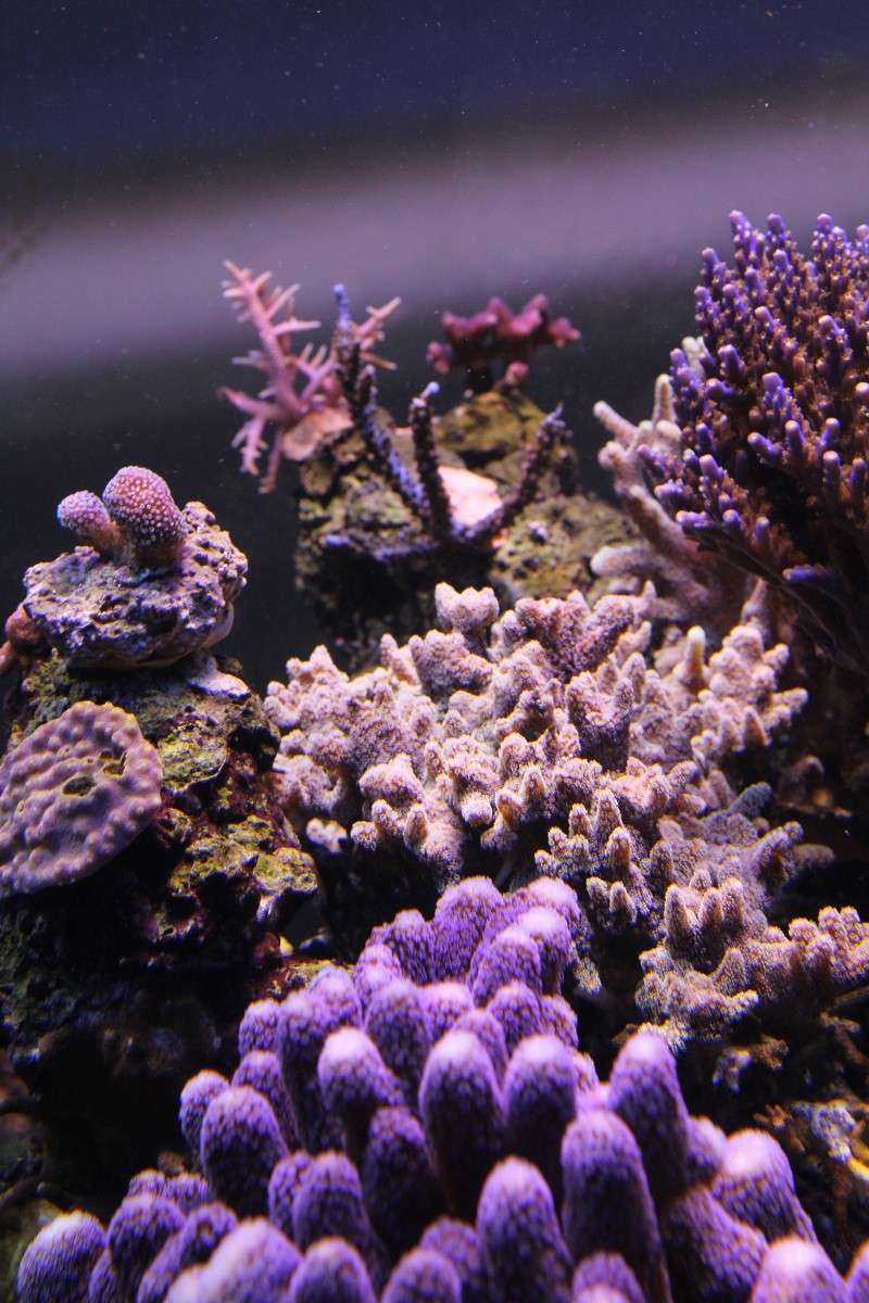 recherche boutures de coraux Img_3020