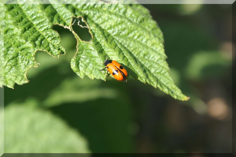 coccinelles  allongées : carnivores ou végétariennes ? Pict0030