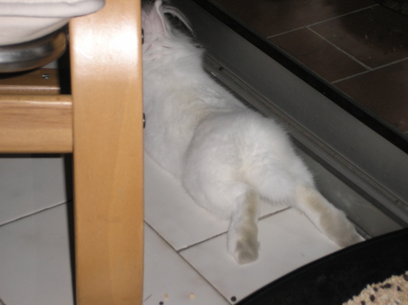 Comment dorment vos lapins? Photos à l'appui :) - Page 11 Pb250410