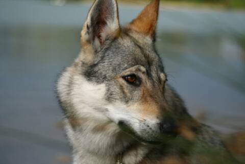 Malou Chienne Chien Loup Tchecoslovaque 5 Ans