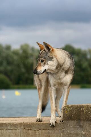 Malou Chienne Chien Loup Tchecoslovaque 5 Ans