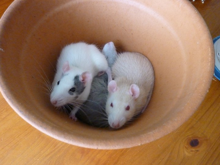 Mes Ratounes !!! En_pot10