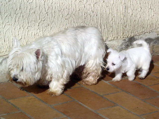 Nos derniers westies LOF de la Vallée des Secrets sont nées - Page 7 Dsc00427