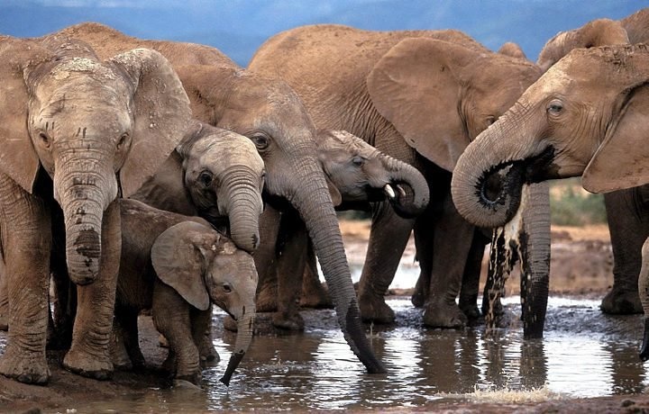 Kenya  Fiaba Africana - Il grande Elefante  Elefan10