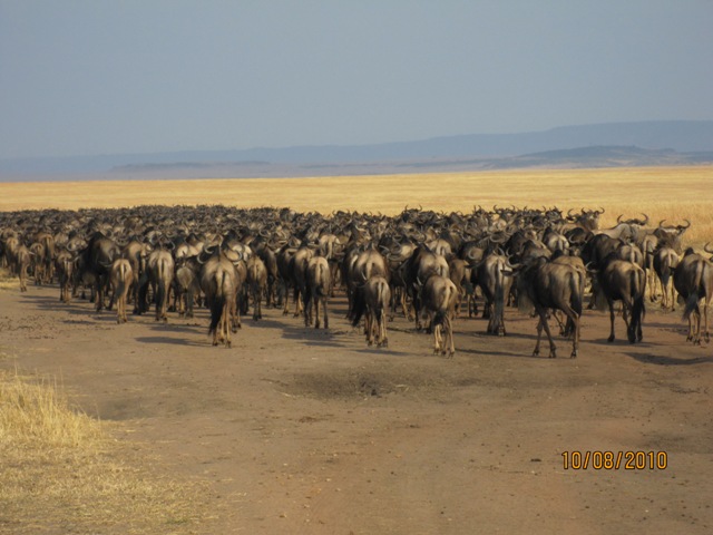 Kenya - Agosto 2010 - La migrazione.....Masai Mara Img_2811