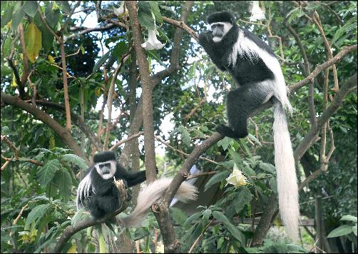Kenya  Monte Kenya - Le scimmie Colobus Montek10