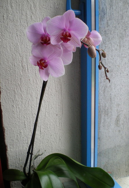 SOS Orchidées - Page 5 Orchid10