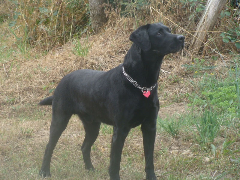 SAXO... X labrador, mâle, 9 ans - Page 2 Dsc08711