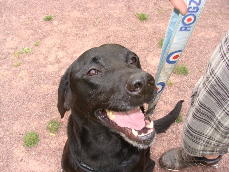 SAXO... X labrador, mâle, 9 ans - Page 3 Dsc08912