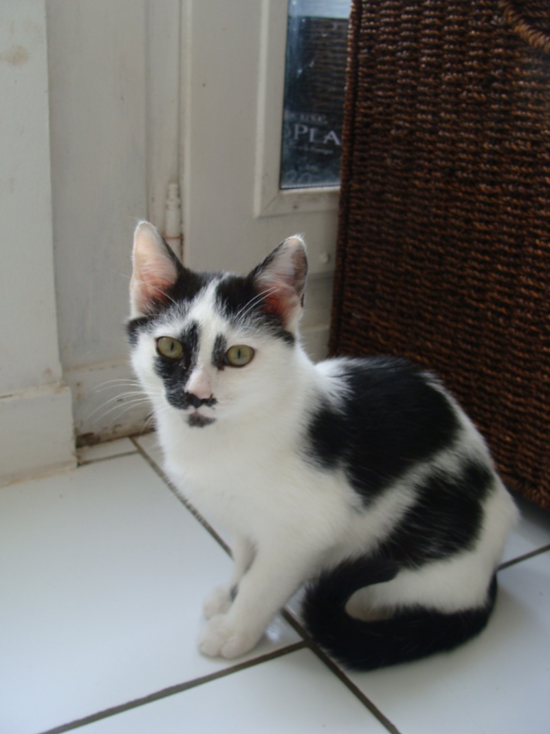 FIBY, chaton noir et blanc, né juin 2010  Dsc09110