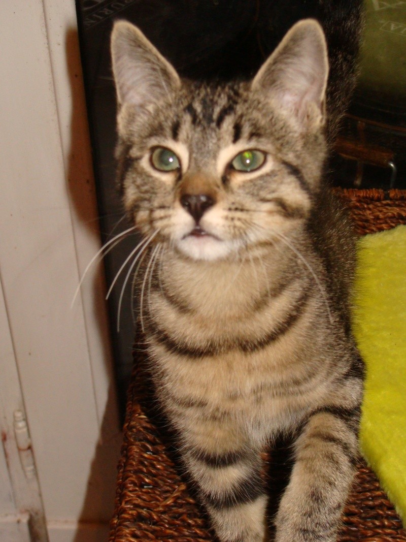 MARIUS, chaton tigré gris, né début avril 10 Dsc09411