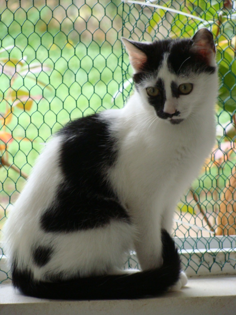 FIBY, chaton noir et blanc, né juin 2010  Dsc09418