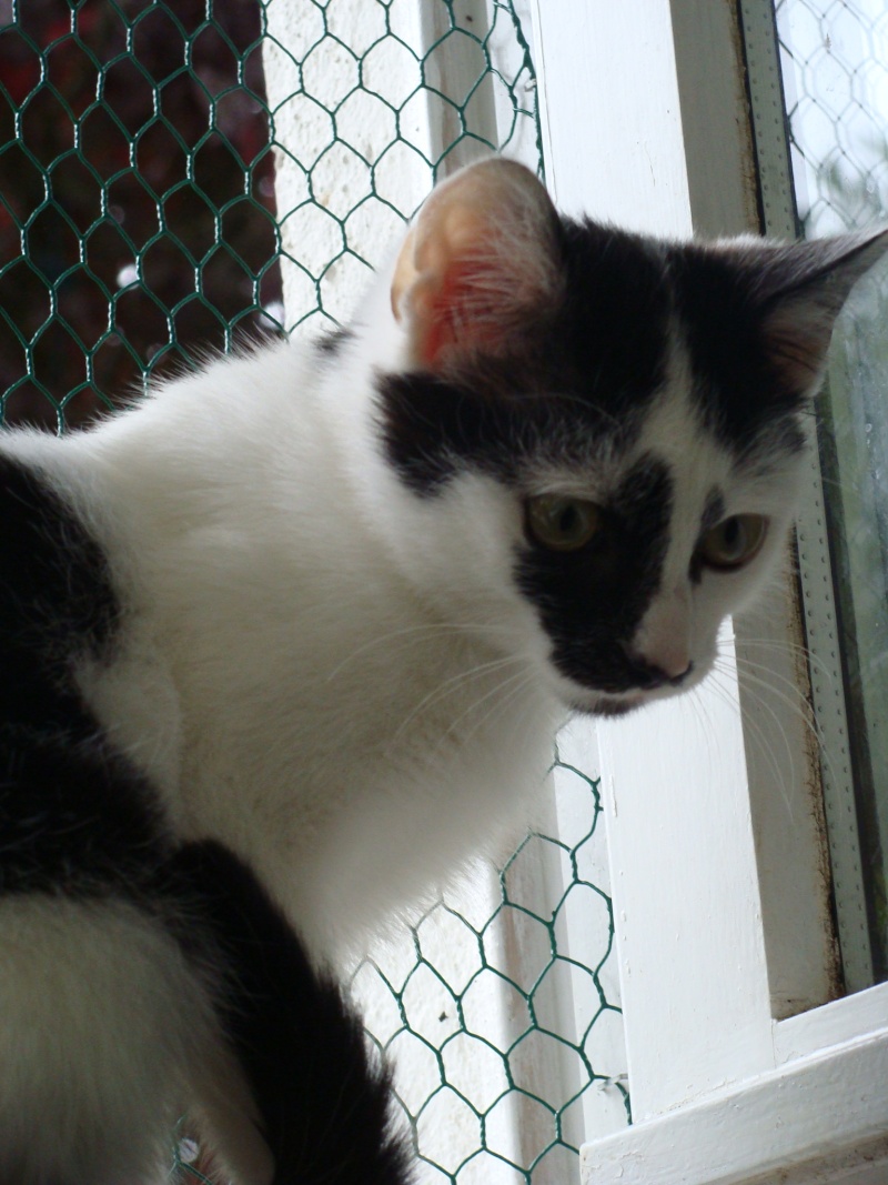 FIBY, chaton noir et blanc, né juin 2010  Dsc09419