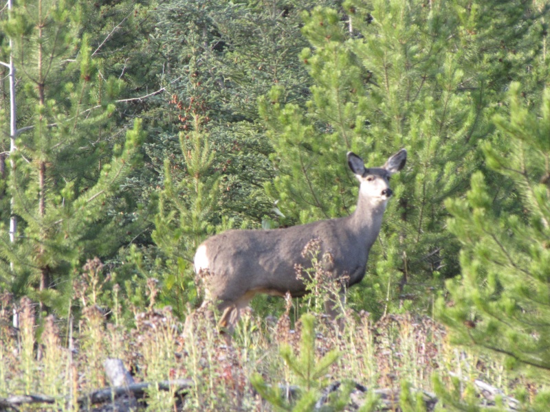 cerf mulet a queue noire Black_12