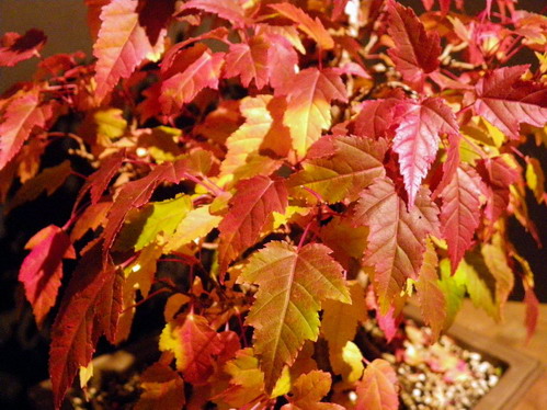 Show the Autumncolour from your bonsai Octobe10