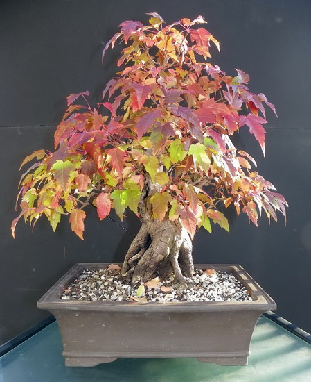 Show the Autumncolour from your bonsai Octobe12