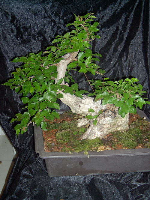 My Carpinus coreana progression............ Hornbe10