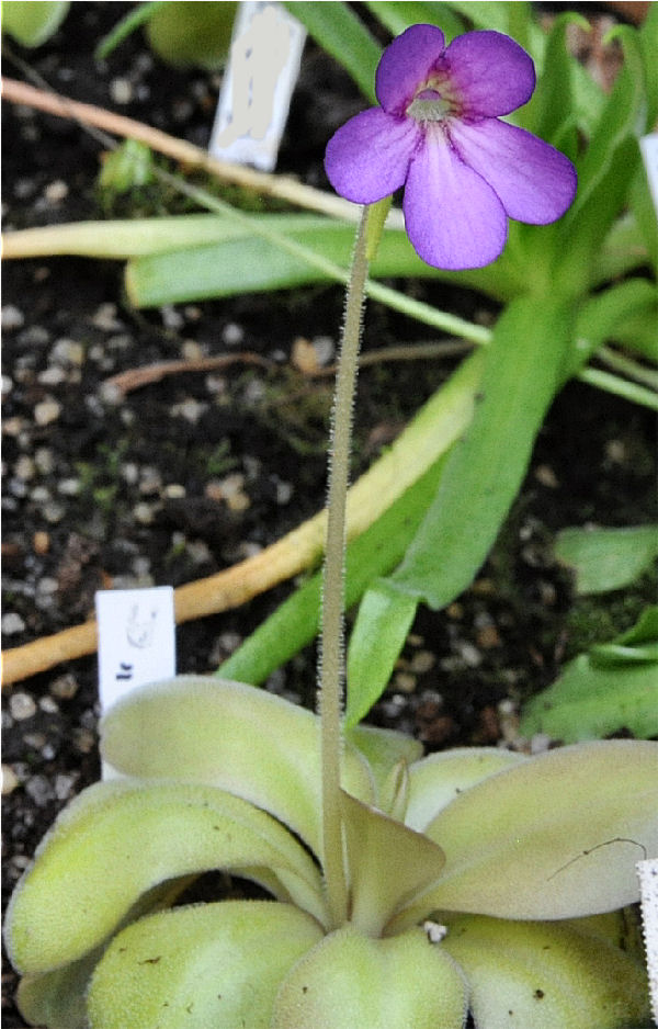 Pinguicula à identifier P_rose13